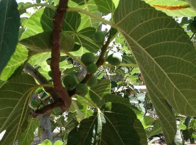 Gianfreda * Ceglie Messapica